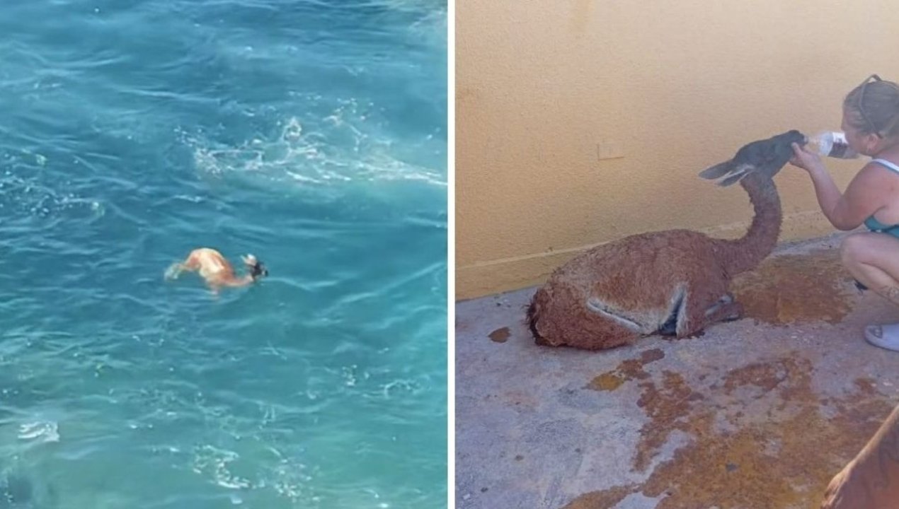 /taltal-guanaco-fue-rescatado-tras-caer-al-mar-en-sector-la-puntilla