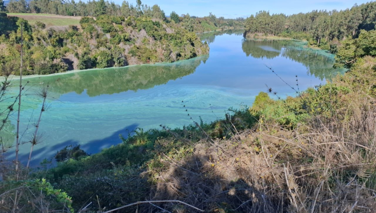 /floracion-de-microalgas-altera-aguas-y-afecta-lagunas
