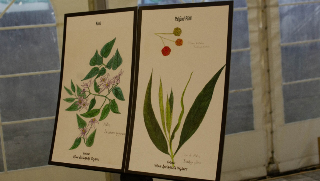 /saberes-ancestrales-y-parteria-tradicional