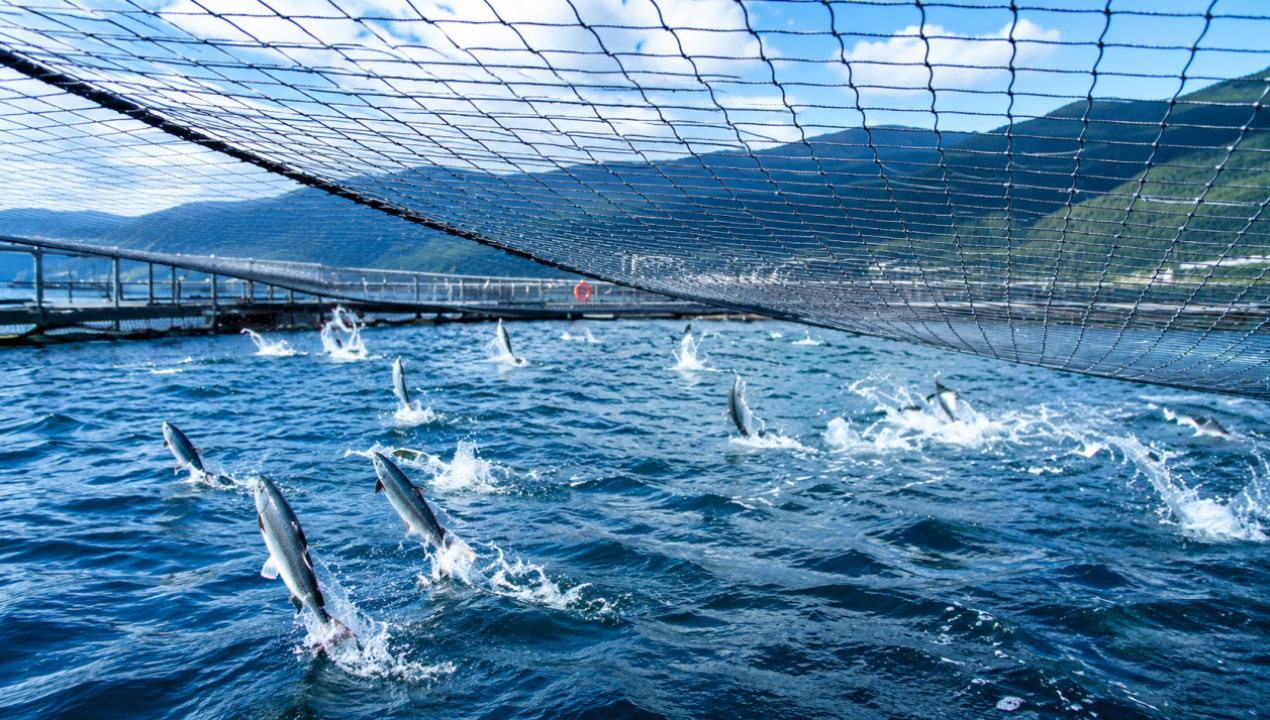 /consejo-regional-salida-salmoneras-lago-llanquihue-cultivo-tierra-ras