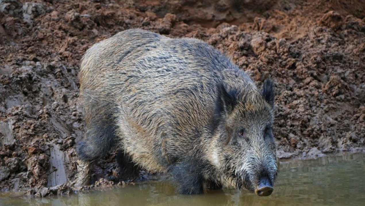 /tendencias/animales/jabalis-estarian-poniendo-en-grave-riesgo-los-procesos-de-regeneracion-de