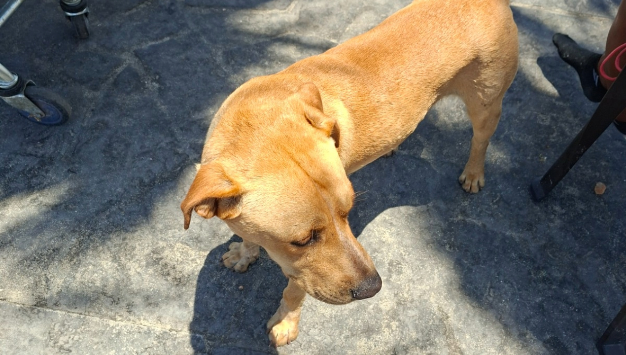 /antofagasta-personal-municipal-rescata-a-perro-con-convulsiones-en